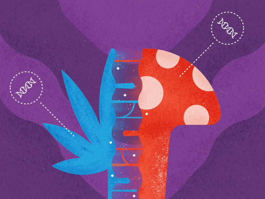 mushrooms and cannabis